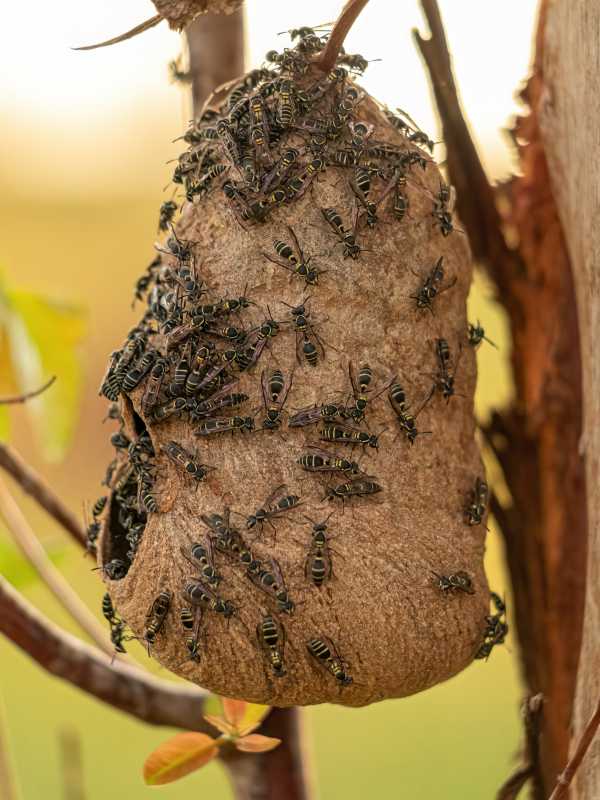 Nest of honey wasp, Polybia occidentalis.  An elongated aerial nest, Nest of honey wasp, Polybia occidentalis.  An elongated aerial nest,