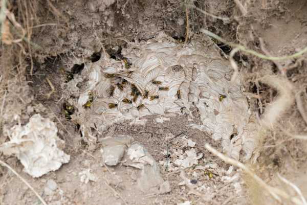Underground nest of a yellow jacket wasp, Vespula species