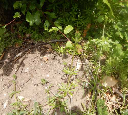 Location of buffish mining bee nest burrows. The bees had found a sunny bank with patches of bare earth. Location of buffish mining bee nest burrows. The bees had found a sunny bank with patches of bare earth.