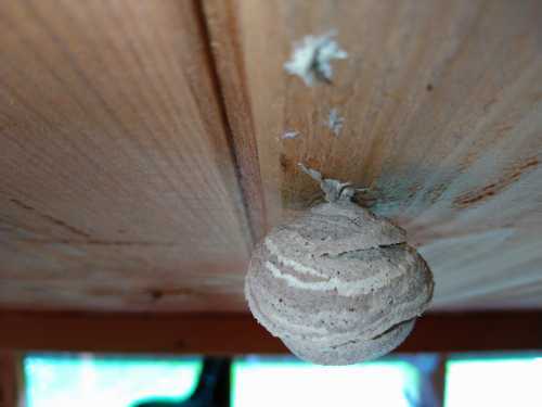 wasp nest hanging from ceiling wasp nest hanging from ceiling
