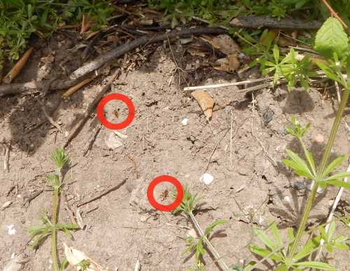 2 Nomad bees lurking around potential host burrows. 2 Nomad bees lurking around potential host burrows.