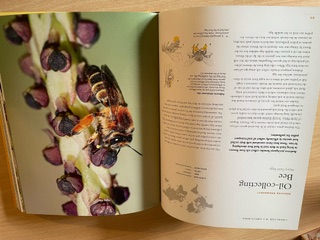 oil collecting bee lives of bees book image