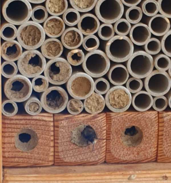 Osmia cornuta mason bee emerging from a nest cell