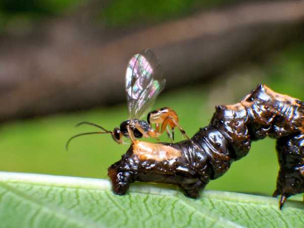 parasitoid wasp attacks and paratisizes a dark brown caterpillar host parasitoid wasp attacks and paratisizes a dark brown caterpillar host