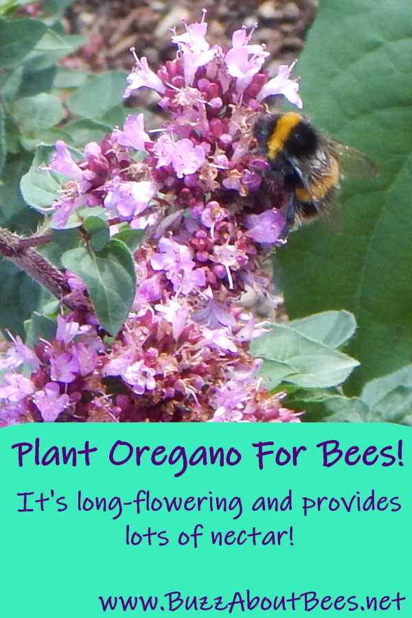 plant oregano for bees - a bumble bee foraging on dark pink oregano flowers