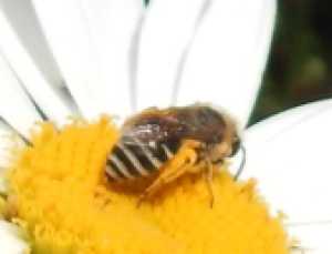 Davies’ colletes foraging on white daisy - rear side view showing abdomen markings