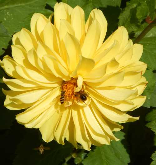 Which Dahlias Do Bees Like?