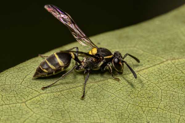 Polybia occidentalis Honey wasp Polybia occidentalis, the yellow-banded Polybia wasp, on a leaf, side view
