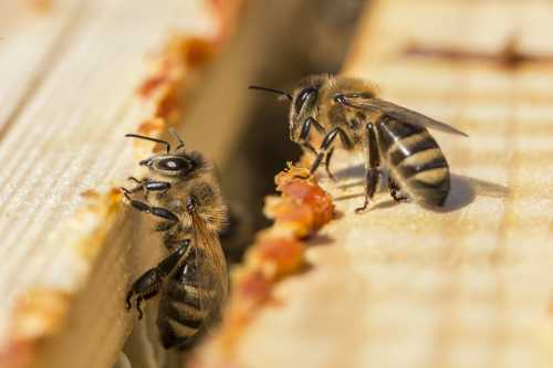 two honey bees on top of frames, with propolis just visible on the very tops between the frames two honey bees on top of frames, with propolis just visible on the very tops between the frames