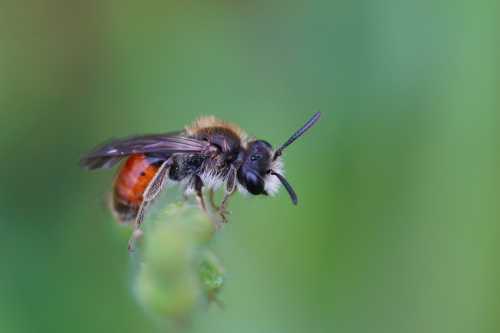Red-girdled Mining Bee (<i>Andrena labiata</i>) - male Red-girdled Mining Bee (<i>Andrena labiata</i>) - male is similar appearance to the blood bee, with red and black abdomen, although there are conspicuous white hairs on the face.