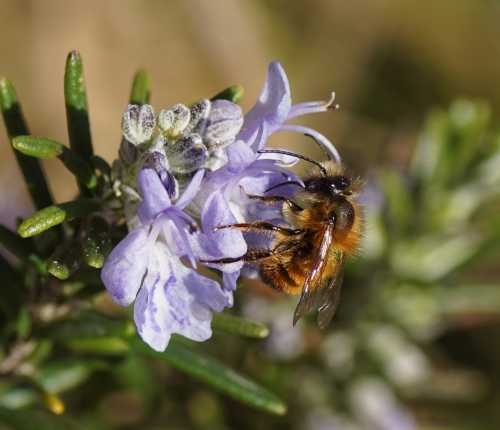 Red mason bee, Osmia bicornis on Rosemary Red mason bee Osmia bicornis foraging on Rosemary flowers
