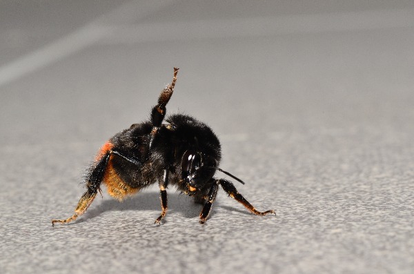 Red tailed bumble bee Bombus lapidarius lifting a leg in response to threat