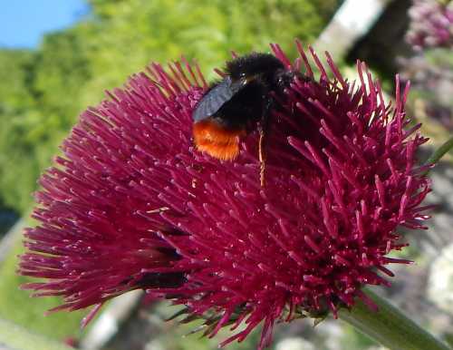 Red tailed bumble bee on Cirsium rivulare - 'Atropurpureum'