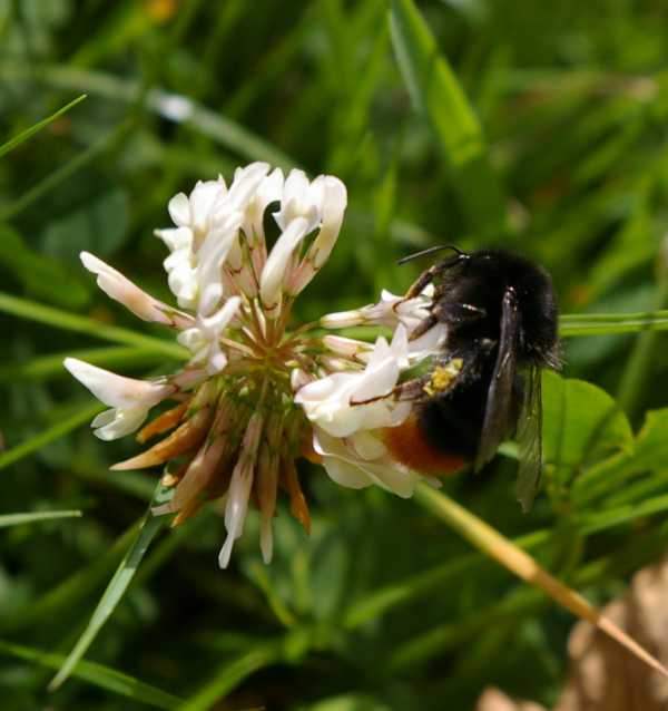 Red tailed bumble bee, Bombus lapidarius, foraging on clover.  This is a black bee with a deep red tail.