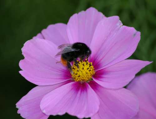 Bumble bee on pink cosmos flower