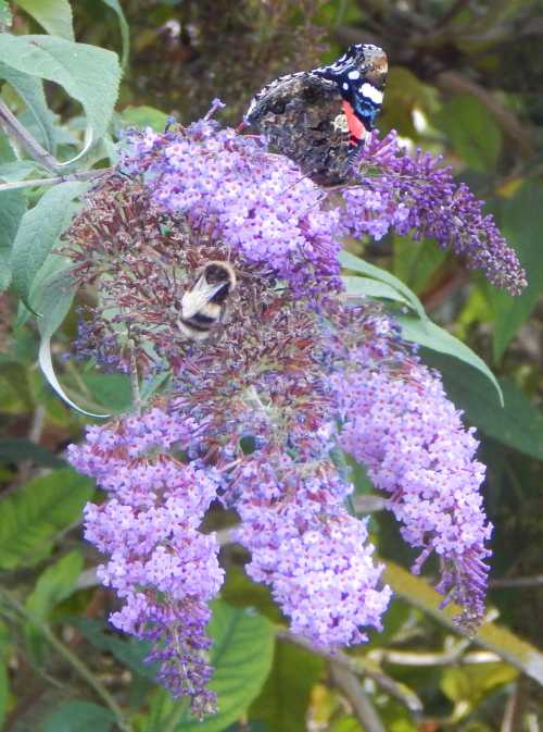 purple flowering shrubs bushes