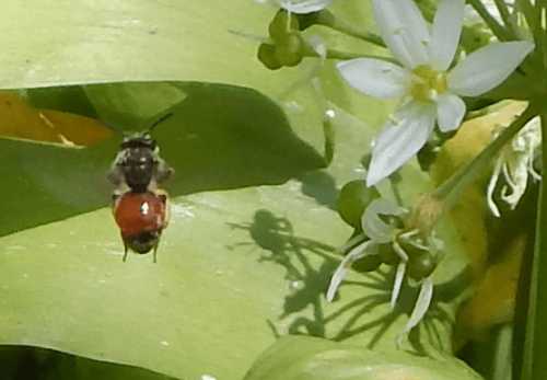 Red-girdled mining bee - <I>Andrena labiata</I> (female) in flight.