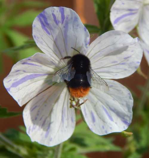 Red-tailed bumble bee on <I>Geranium pretense</I> 'Striatum' ('Splish-splash').  It's a white geranium with adhoc purple-lilac line markings.