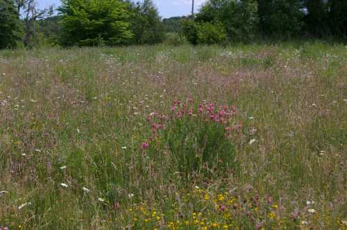 bird's foot trefoil among meadow grasses and plants, such as clover bird's foot trefoil among meadow grasses and plants, such as clover