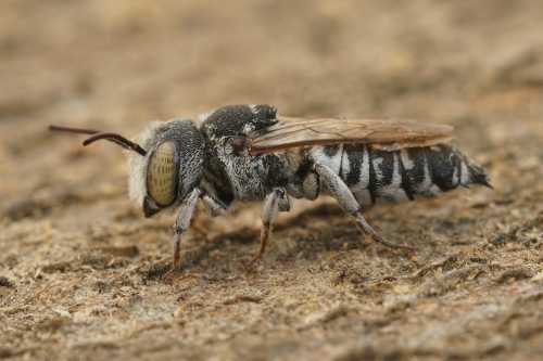 Side view of <i>Coelioxys acanthura</i>, male. The tail is blunter than that of the female, with small spines toward the tip.  He has brownish grey eyes and silvery body with black markings.