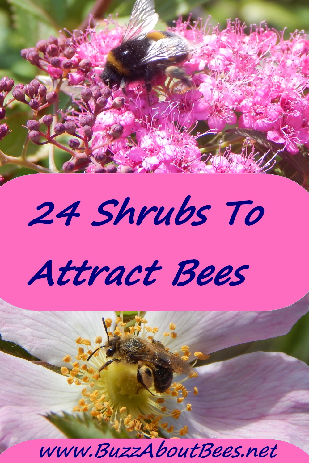 24 shrubs to attract bees pin