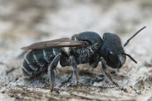 female Blue mason bee Osmia caerulescens