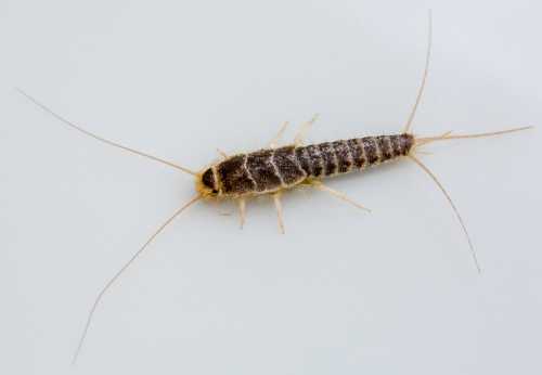 Silverfish (Zygentoma) A Silverfish (Zygentoma), a smallish insect but with a long, slender, segmented body and long antennae.