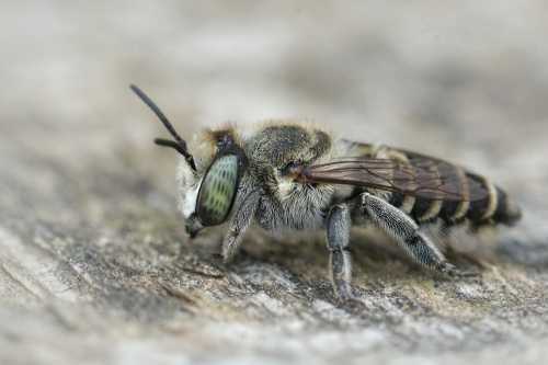 silvery leafcutter bee resting on wood silvery leafcutter bee resting on wood
