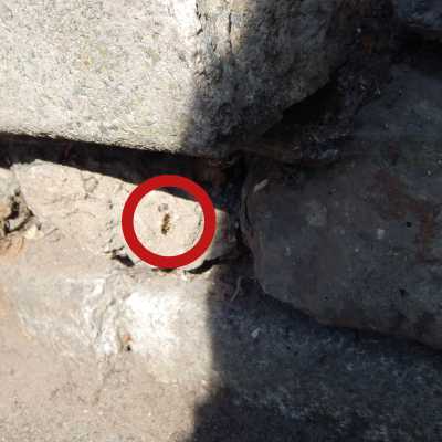 six-banded nomad bee waiting close to the entrance of her target host, which is in the wall. Six-banded nomad bee waiting close to the entrance of her target host, which is in the wall.