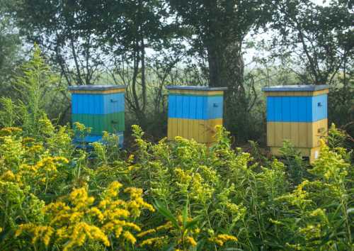 3 bee hives in a patch of solidago flower. 3 bee hives in a patch of solidago flower.