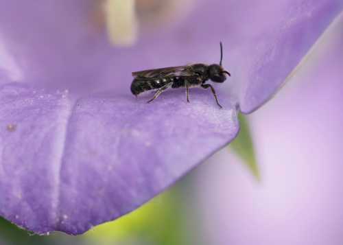 Small Scissor Bee - Chelostoma campanularum female Small Scissor Bee - Chelostoma campanularum female