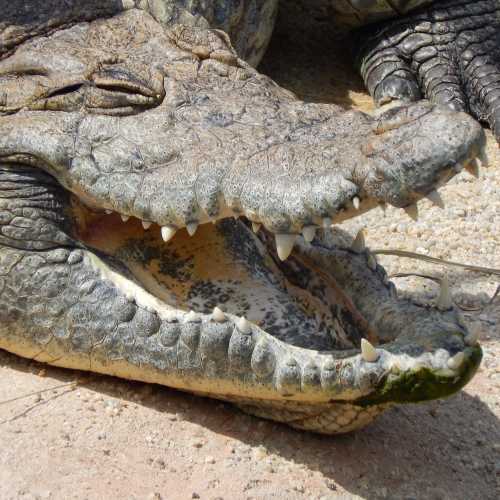 image of crocodile teeth linking to page 'is honey bad for your teeth'