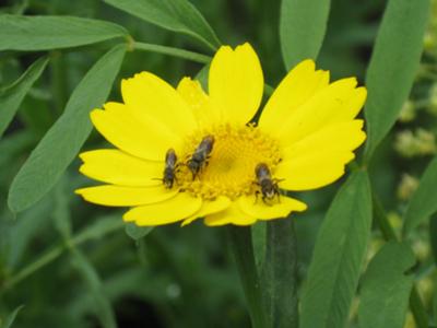 3 small dark bees called <i>Heriades truncorum</i> sitting together on one yellow corn marigold flower. 3 small dark bees called <i>Heriades truncorum</i> sitting together on one yellow corn marigold flower.