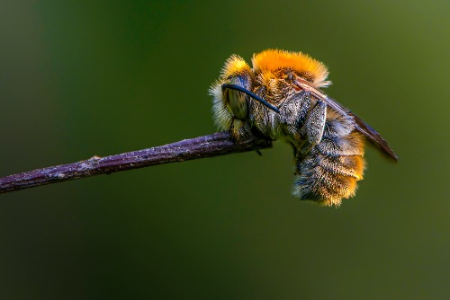 solitary male bee species sleeping on a twig solitary male bee species sleeping on a twig
