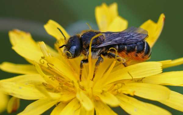 Osmia spinulosa female spined mason bee, Osmia spinulosa female on hawksbit