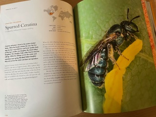 spurred ceratina Lives of Bees book image