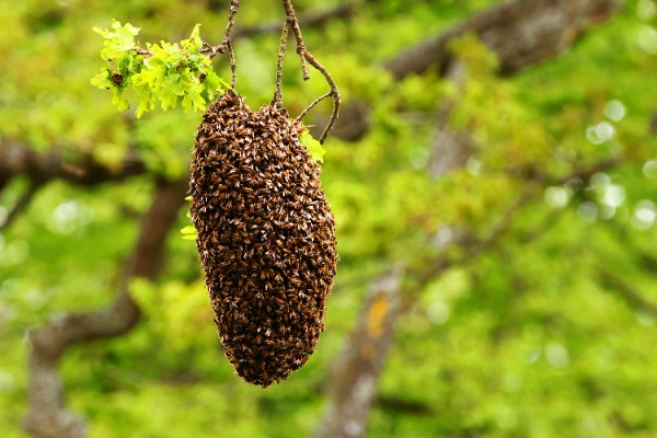 swarm of honey bees hanging from a tree branch