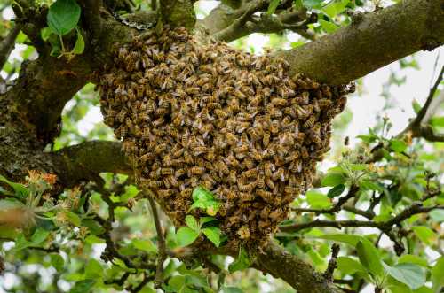 Swarm of honey bees swarm of honey bees on a leafy tree branch