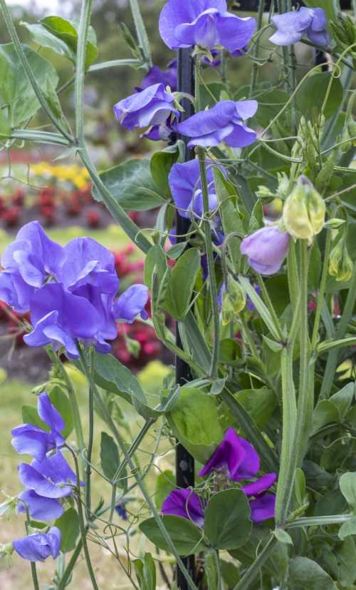 Sweet peas in blue and violet shades Sweet peas in blue and violet shades