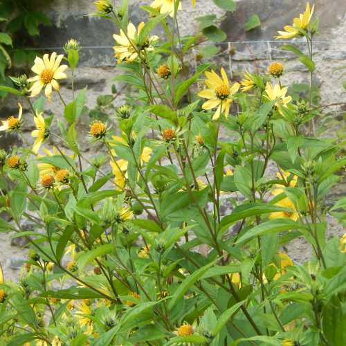 These tall sunflower varieties bring vibrancy, cheer and pollinators to the back of the border. a patch of tall sunflower at the back of a flower border.
