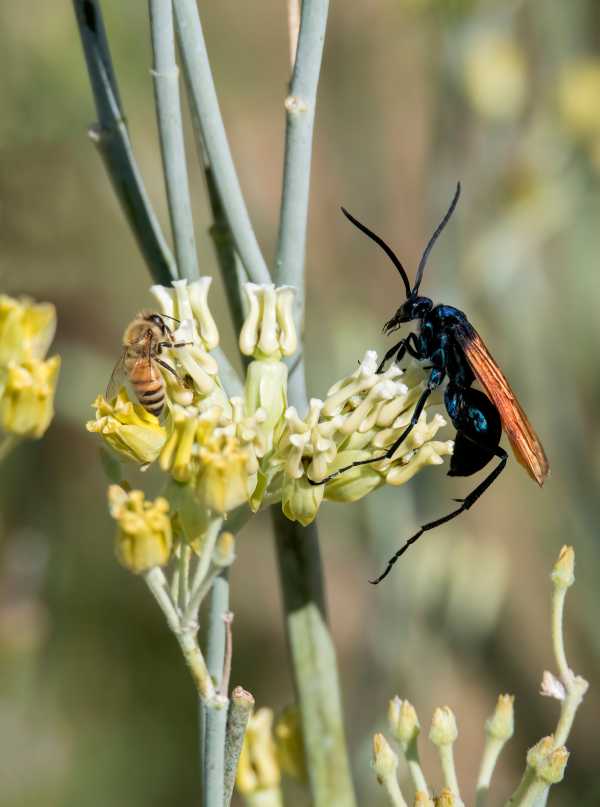 tarantula hawk wasp and honey bee foraging on milkweed flower