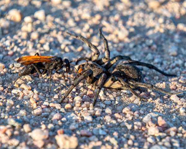 tarantula hawk wasp and spider tarantula hawk wasp and spider