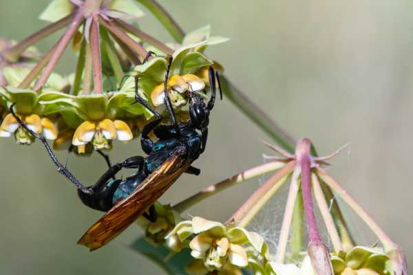 side view of a beautiful tarantula hawk wasp foraging on a flower