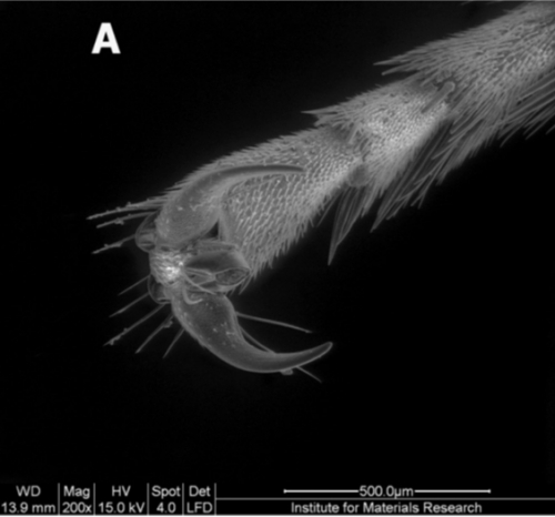 the flaws on the end of the foot of a honey bee the flaws on the end of the foot of a honey bee