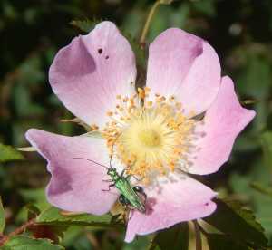 What a handsome chap!  A thick-legged flower beetle - <I>Oedemera nobilis</I> - visiting a wild rose flower. What a handsome chap!  A thick-legged flower beetle - <I>Oedemera nobilis</I> - visiting a wild rose flower.