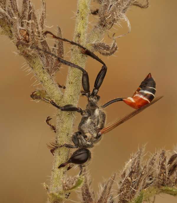 Closeup thread-waisted wasp Prionyx kirbii asleep grasping a twig with mandibles