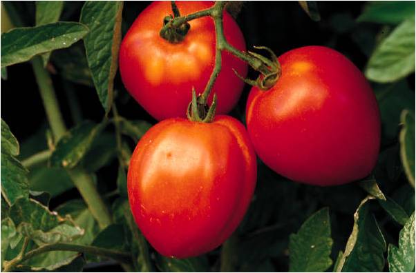 3 ripe red Tomatoes
