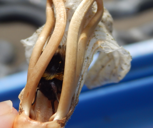 dead bumble bee, tongue still outstretched, and trying to get nectar
