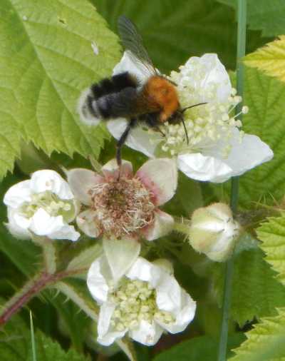 Tree bumble bee foraging on a white bramble flower Tree bumble bee foraging on a white bramble flower