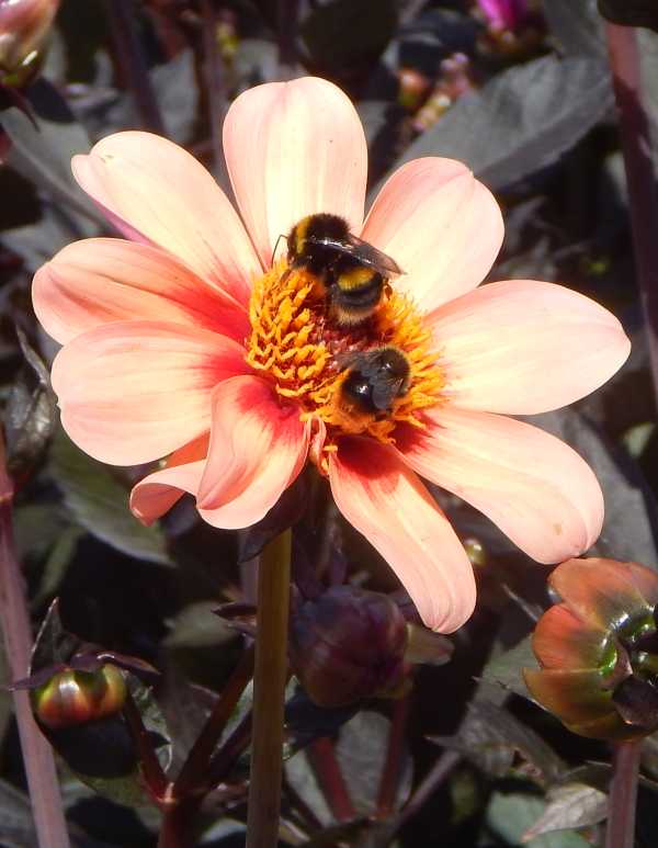 Two different bumble bee species sharing a dahlia flower Two lovely bumble bees, one with a red tail, the other possibly a Buff-tailed bumble bee,  sharing the same beautiful peach coloured Dahlia flower